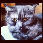 Teddy - Européen Mâle (4 ans)