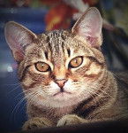 Européen - Européen