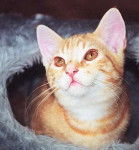 Européen - Européen