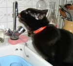 Kim, chat européen - Européen