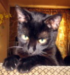 Européen Erwan - Européen