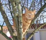 chat europeen felix - Européen