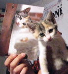 Européen, Plume - Européen