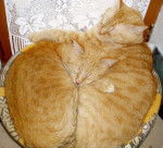 race européenne "charly et filou" - Européen