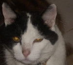 europeen difoul - Européen