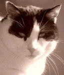 Européen, "Aramis" - Européen