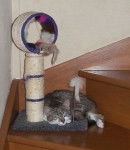 europeen - Européen