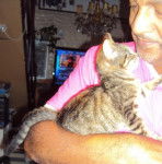 Tigré européen - Européen