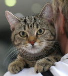 Européen - Européen