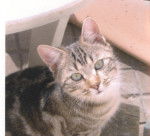 Européen - Européen