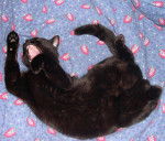 Europeen - Européen