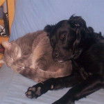 Europeen - Européen (7 mois)