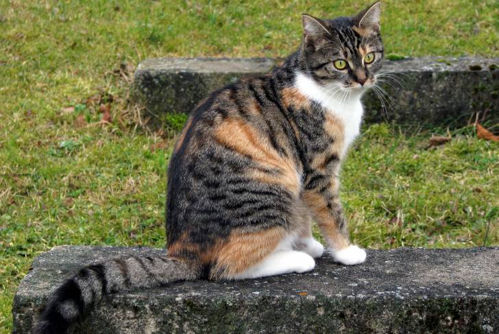 Un chat Européen calico avec des rayures tabby