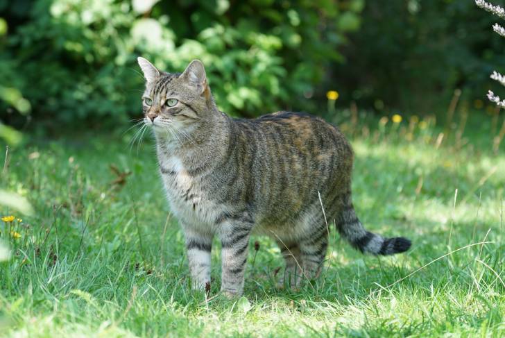 Un chat Européen gris tabby dans un jardin