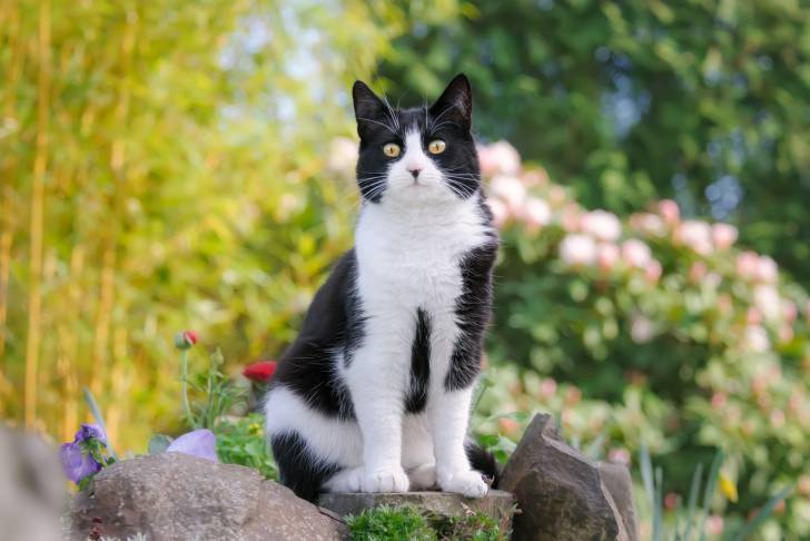 Un chat Européen bicolore blanc et noir dans un jardin en fleurs