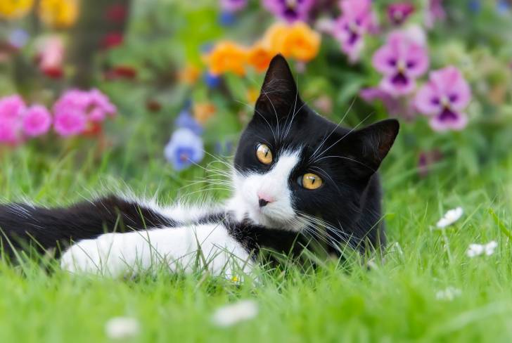 Un European Shorthair noir et blanc allongé dans un champ de fleurs