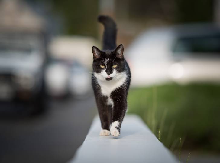 Un beau chat Européen noir et blanc marche en équilibre sur un muret