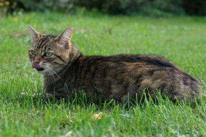 Un chat tigré assis dans l'herbe