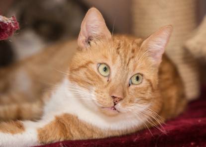 10 choses à savoir sur les chats roux – Ziggy