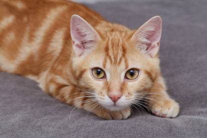 Un chat Européen red tabby