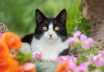 Chat Européen blanc et noir au milieu des fleurs