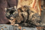Un European Shorthair black tortie