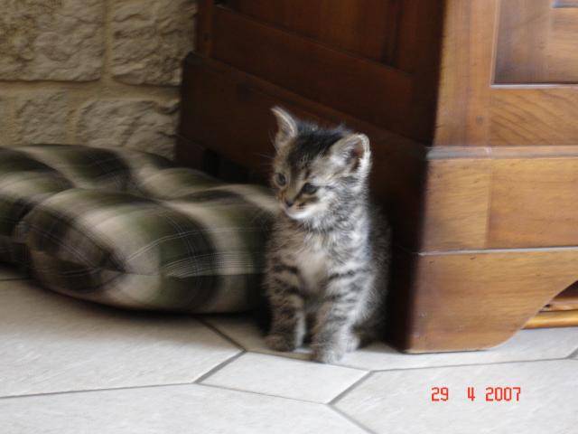 CHARLY chat européen - Européen