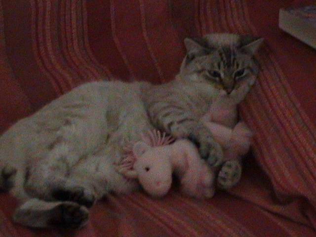 chat européen simba - Européen