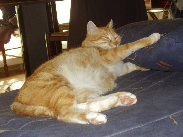 poussy-européen - Européen