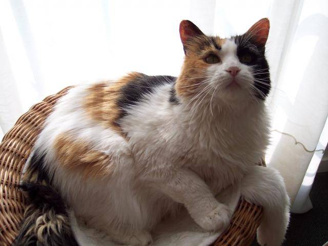 Européenne Vénus - Européen