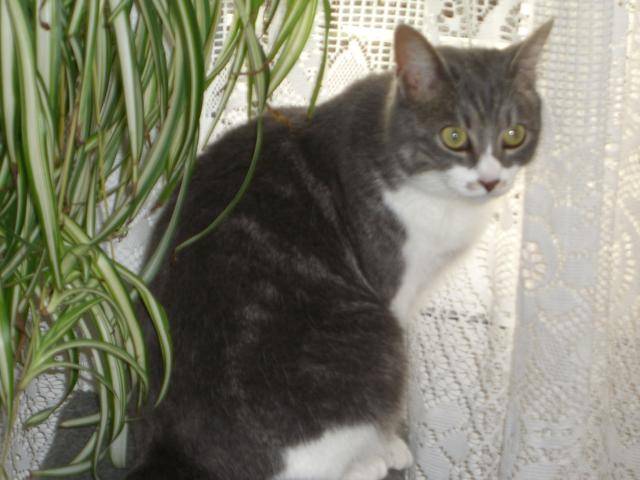 europeenne vanille - Européen