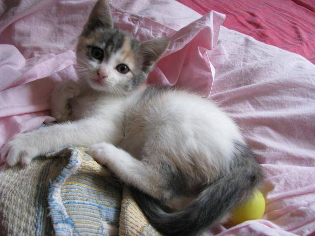 Européen, Plume - Européen