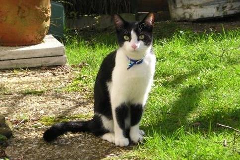 LEO EUROPEEN - Européen