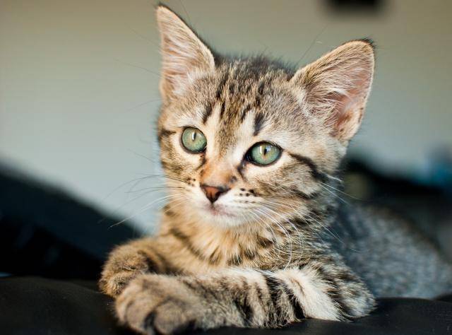 Kara - chat européen tigré - Européen