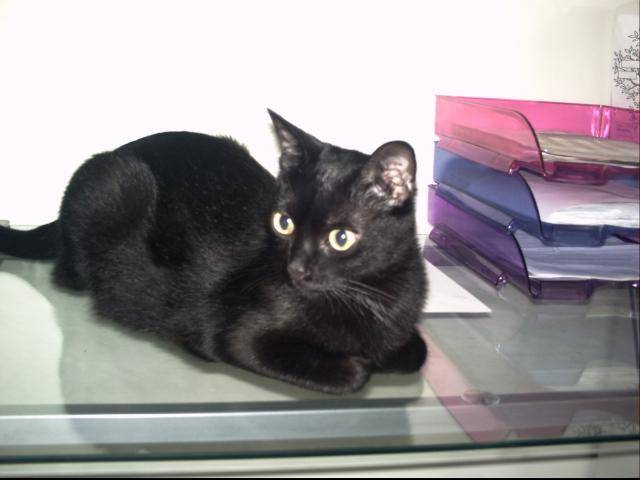 EUROPEEN BELLA - Européen