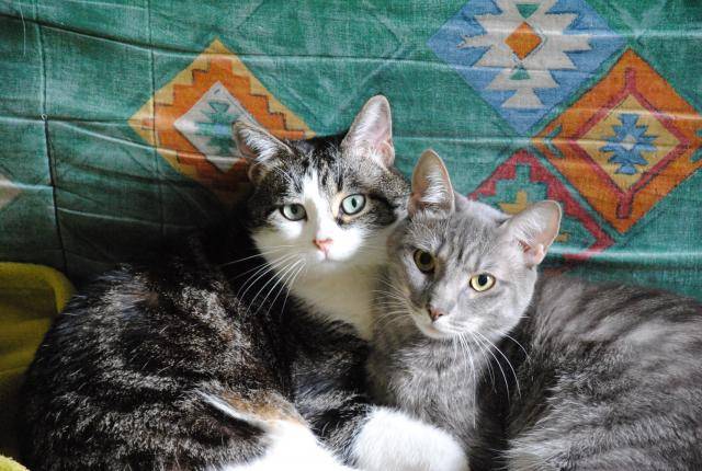 chat européen Caline et Bella - Européen