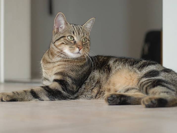 L'Européen à poil court prenant la pose