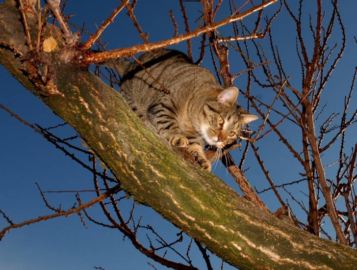 Un Européen perché à un arbre