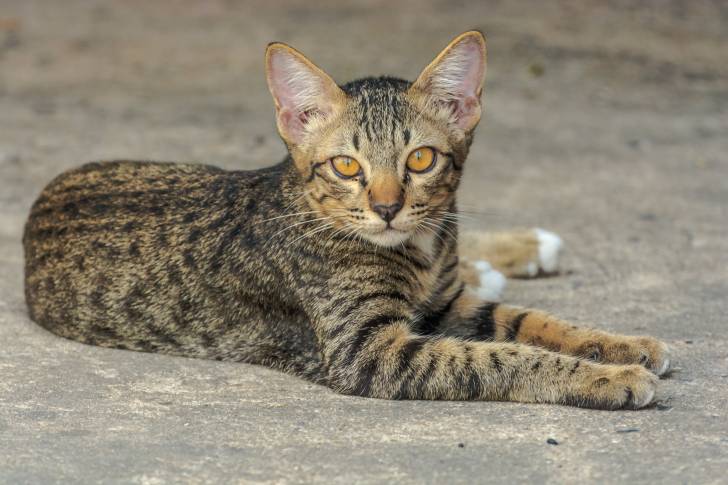 Un chat Européen gris rayé aux yeux orange allongé sur le sol
