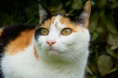 Vue de près d'un chat Européen isabelle