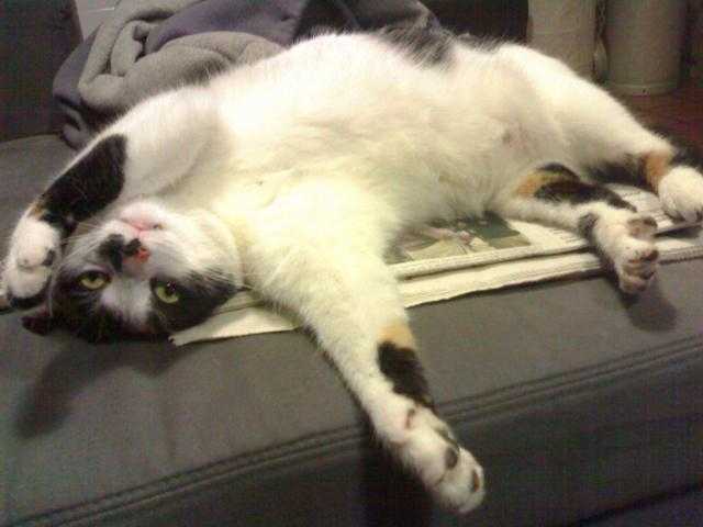 Europeen ecaile de tortue - ALFA - Européen