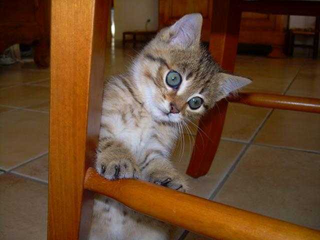 européen/BIlly - Européen