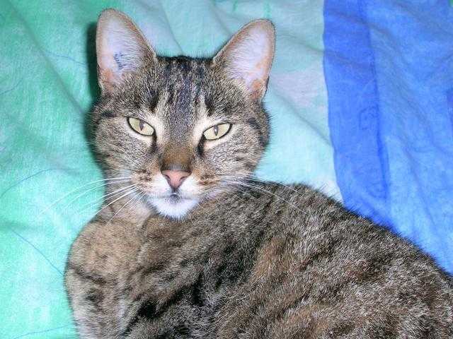 chat européen nom : chipie - Européen