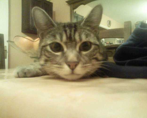 Européen, éclair - Européen