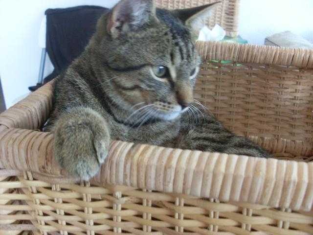 Européens Eros - Européen