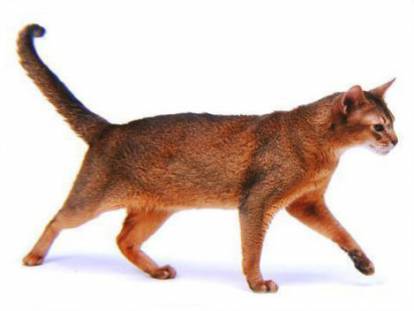 Un chat Ceylan sur un fond blanc