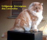 Norvégien - Norvégien