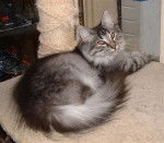 Norvégien - Norvégien