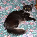 Norvégien - Norvégien