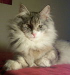 Thodbjorn Swan des Jardins de Plaisance - Norvégien